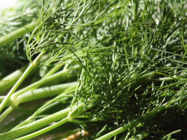 Dill Heilpflanze