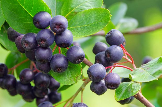 Aronia (Apfelbeere) als Heilpflanze Inhaltsstoffe