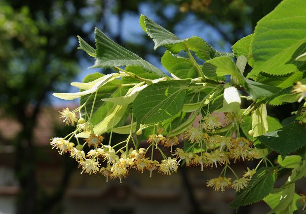 Linde Lindenblüte als Heilpflanze